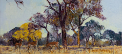 Impala Study - North Kruger Park | 2019 | Oil on Canvas | 36 x 51 cm